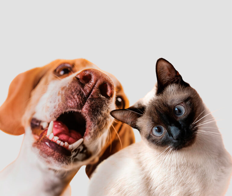 FEATURED ARTIGO LINEASEC