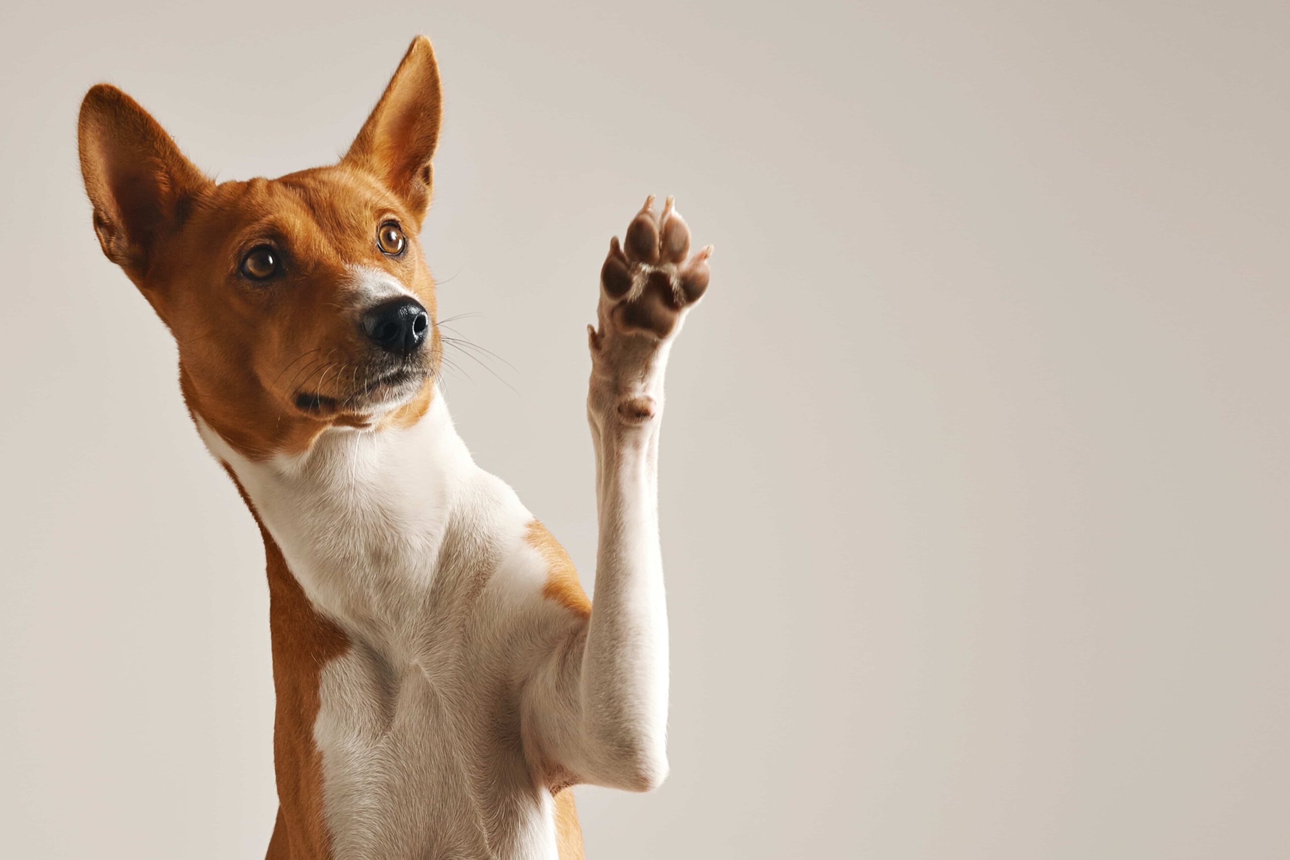 Cão sorridente associado à Linha SEC para bem-estar animal