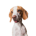 SEC Derma e SEC +++ : Regeneração Cutânea e Suporte Sistémico Integrado