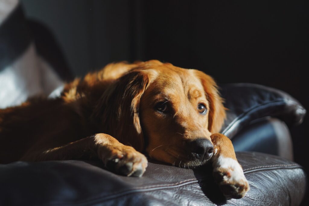 SEC Night e Meladyn: Regulação do sono em animais