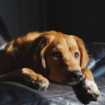 SEC Night e Meladyn: Regulação do sono em animais