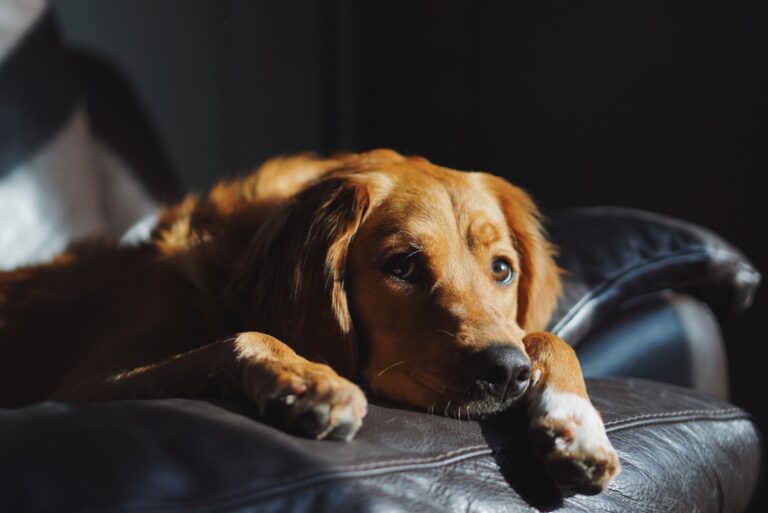 SEC Night e Meladyn: Regulação do sono em animais